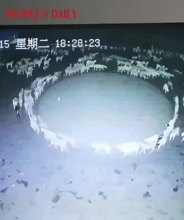 🚨 BREAKING: Mysterious Sheep Behavior in Mongolia!