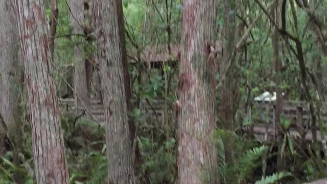 Florida Panther at Corkscrew Swamp