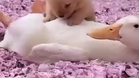 Baby dogs and duck friendship