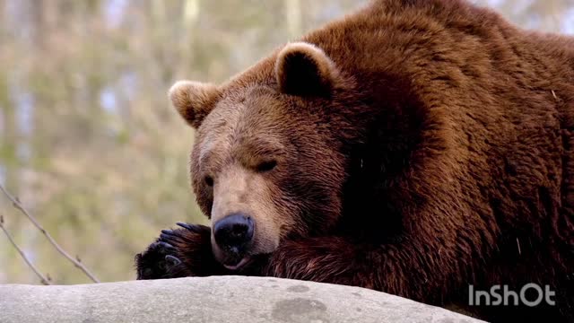 the world of bears