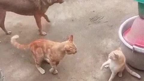 Dog Breaks Up Cats Fight