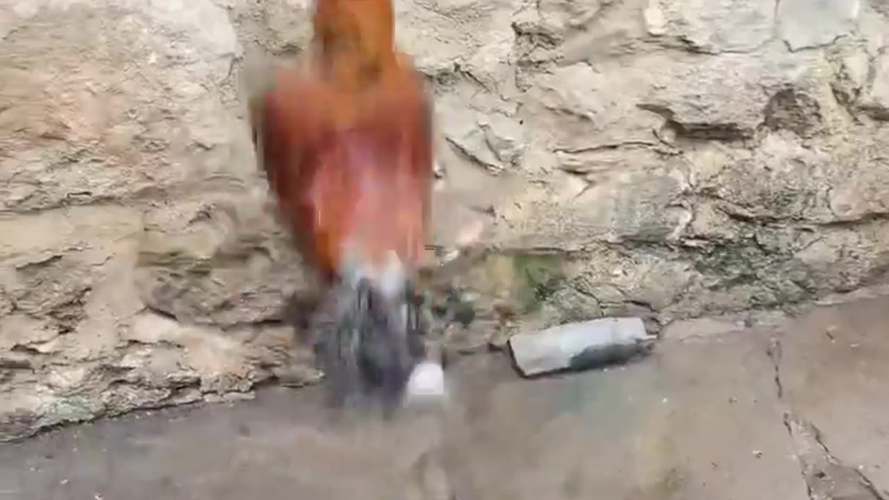 🐓🏀 Cocky Crossover | "LeBron Cock" - Basketball Rooster Extravaganza | Fun and Feathery Dunk | FunFM