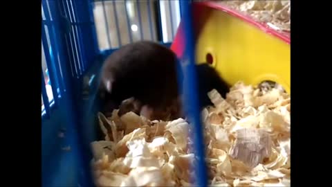 Cute hamster, she just eats