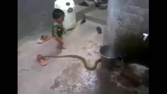 Little Baby's Daring To Play With Snake