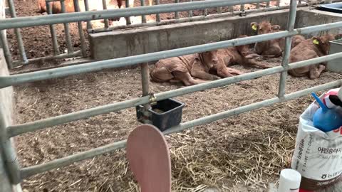 Baby Cows Relaxing