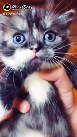 Funniest Animals - Best Of The 2021 Funny Animal Videos #2 Super Funny Dog Videos