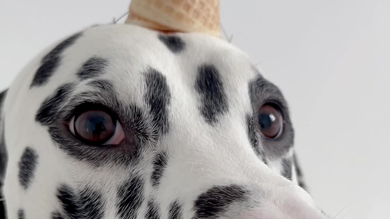 Dalmatian Is A Cookies And Cream Ice Cream Dog