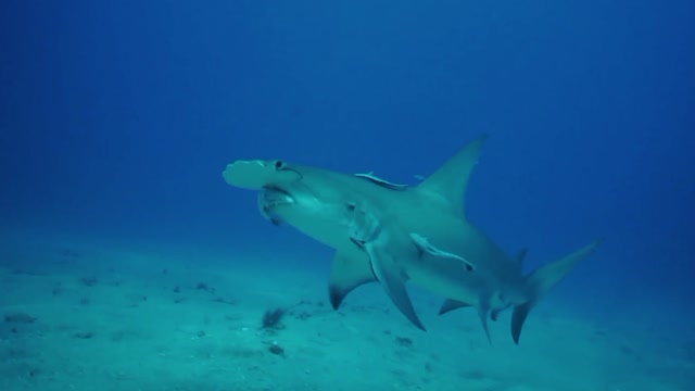 Do you know what hammerhead sharks eat?