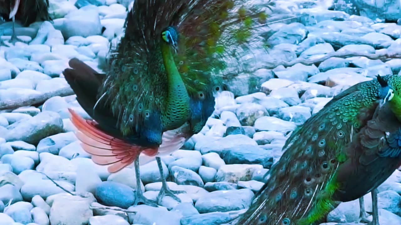 Sound of wildlife animals, familiar animals,
