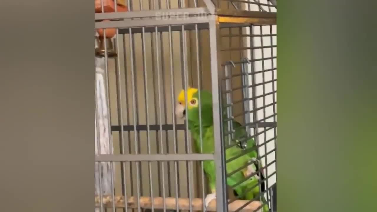 Smart And Funny Parrots2