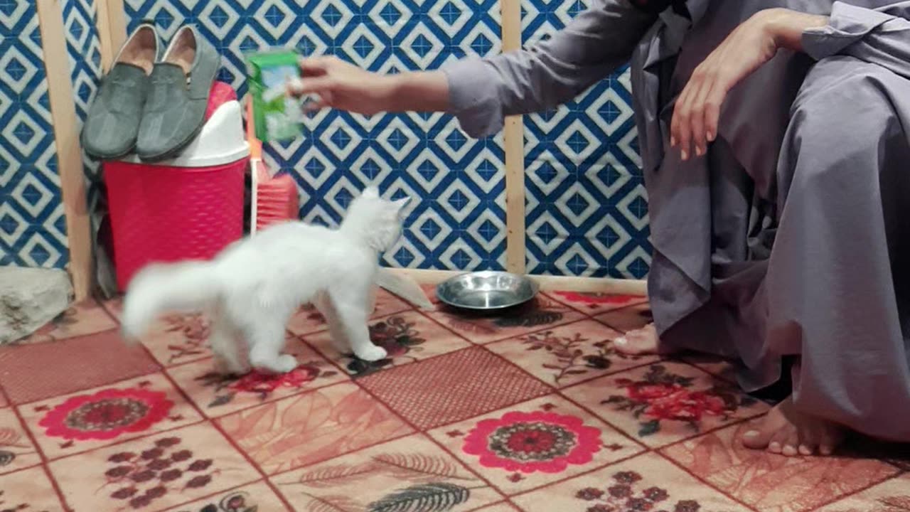 Persian Baby Cat Hugging the Milk box