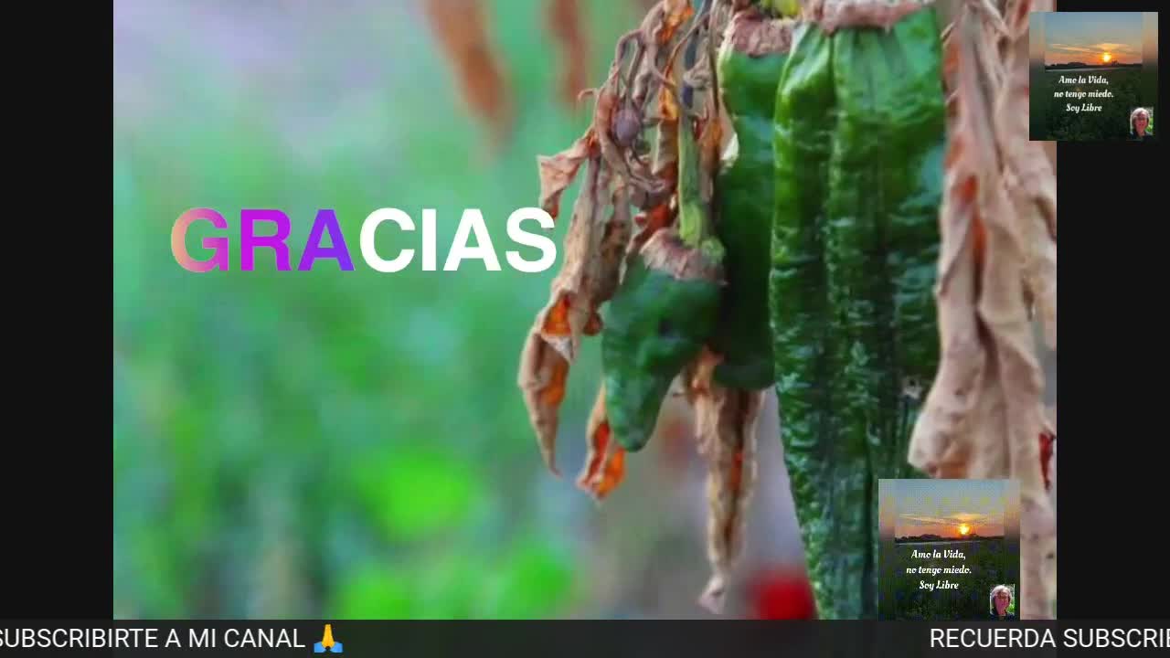 VIVA LA LIBERTAD DE EXPRESIÓN. CAMPANILLA BRILLA.