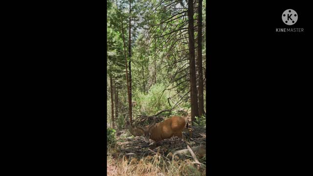 natural scenery and deer