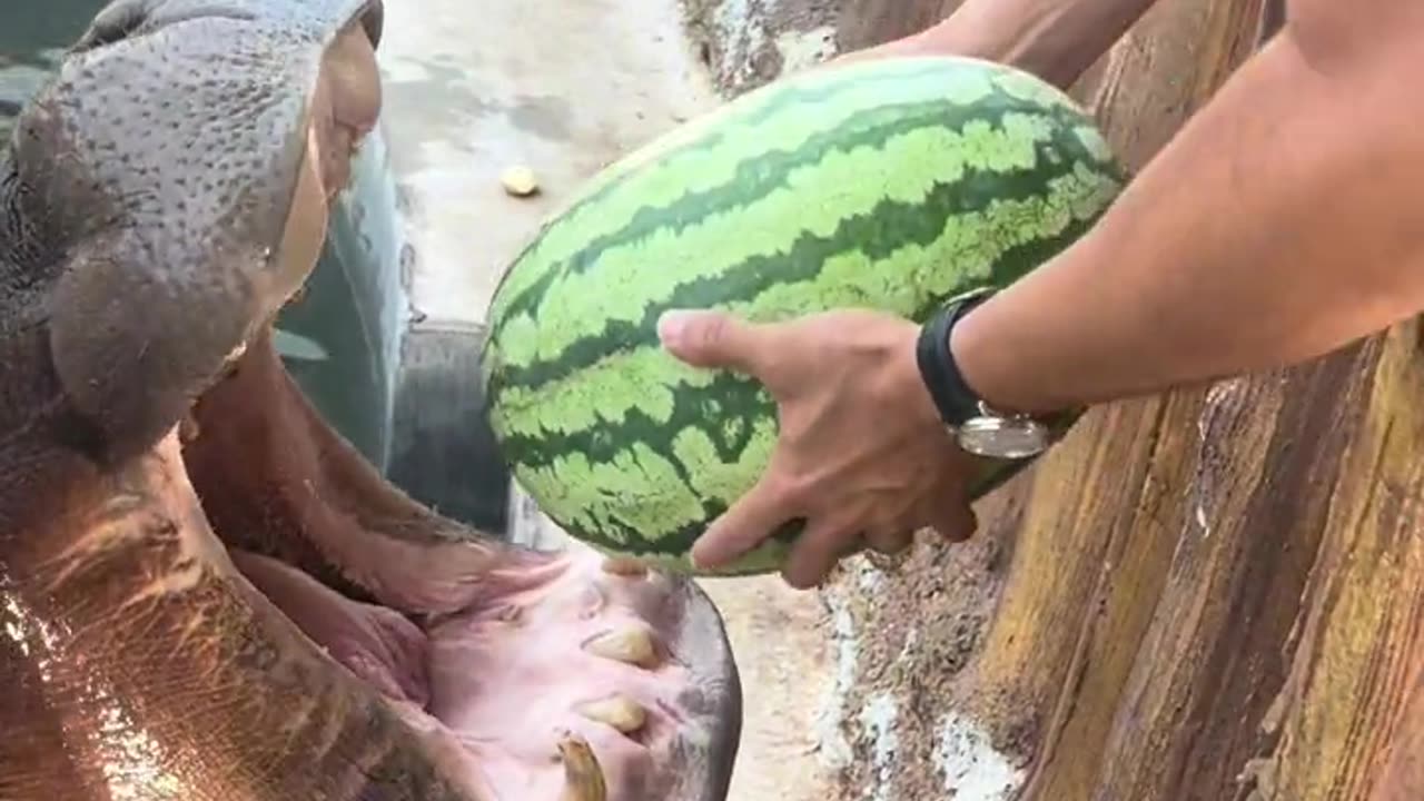 the man fed the hippo with watermelon