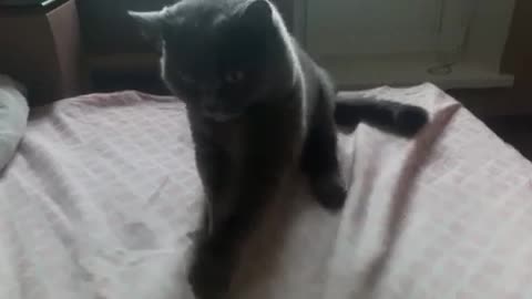 Cat is dancing