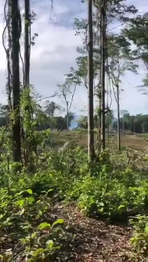 RAINFOREST- The destruction of the Rain forest resumes on Guyana, despite indigenous tribes