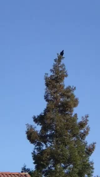 Treetop crow