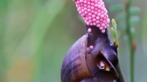 GoneViral #funnyvideos #satisfyingviedos2024