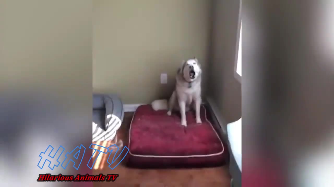 Funny Huskies