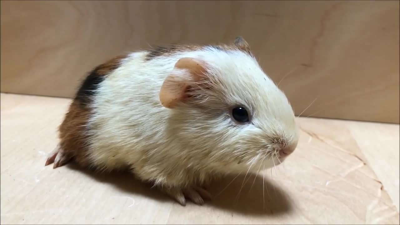 Baby Guinea Pig