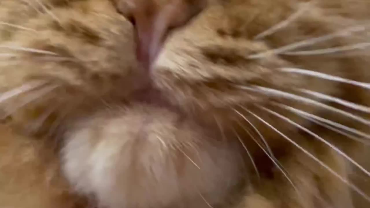 Cat video