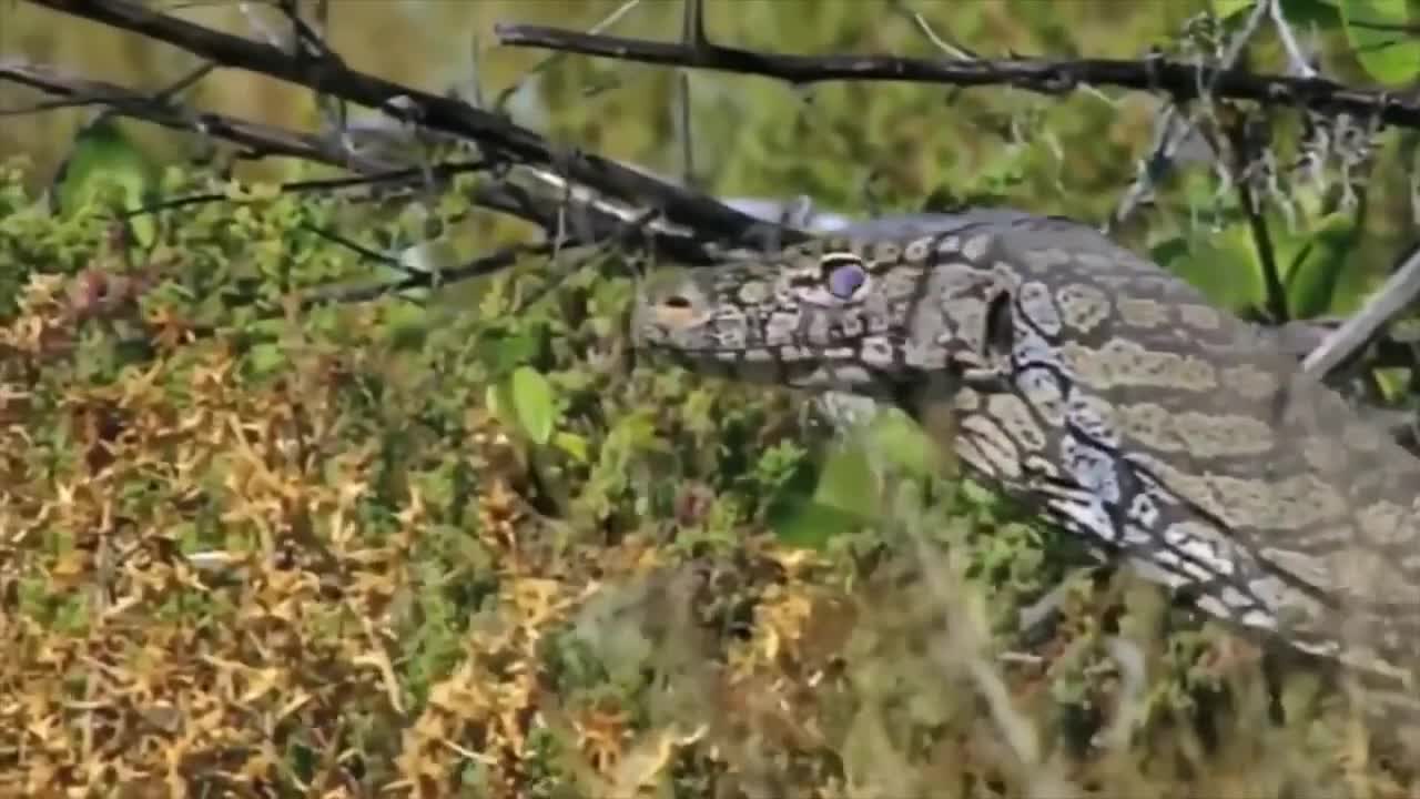 Leopard And Lizard Fighting In The Jungle