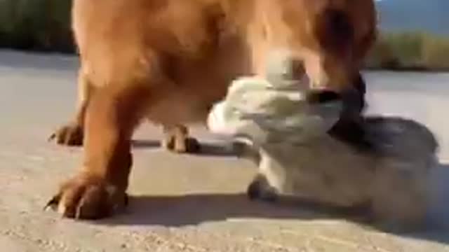 Funny Animal Videos - Awesome Funny Pet Animals | Cute Animals | Super Funny Dog Videos #short video
