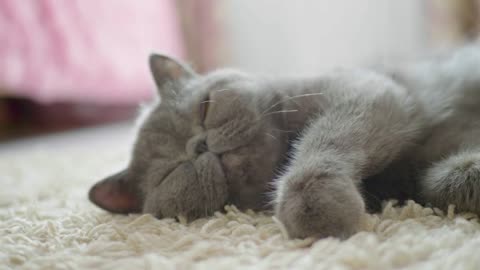 Sleeping grey cat in cat floor