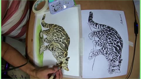 MARGAY / URUFAUNA
