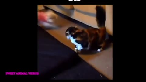 cutest animal video🐕 cute cat and dog shows amazing reaction, enjoy and make your day better