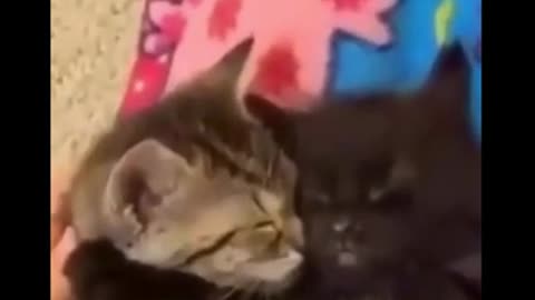Baby Dogs & Cats Cute Funny Videos🤣 🐶COMPILATION #7😺 Check DESCRIPTION- Something SPECIAL🔥 #shorts