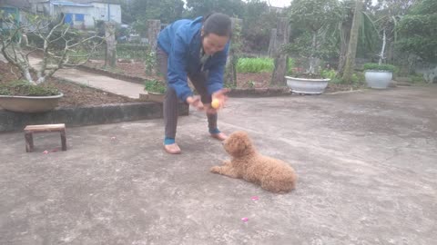 look at the family's cute puppy naughty but adorable