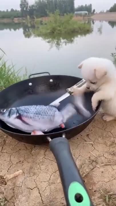 a little puppy cooking fish