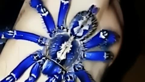 Poecilotheria metallica (Ультрамариновый птицеед)