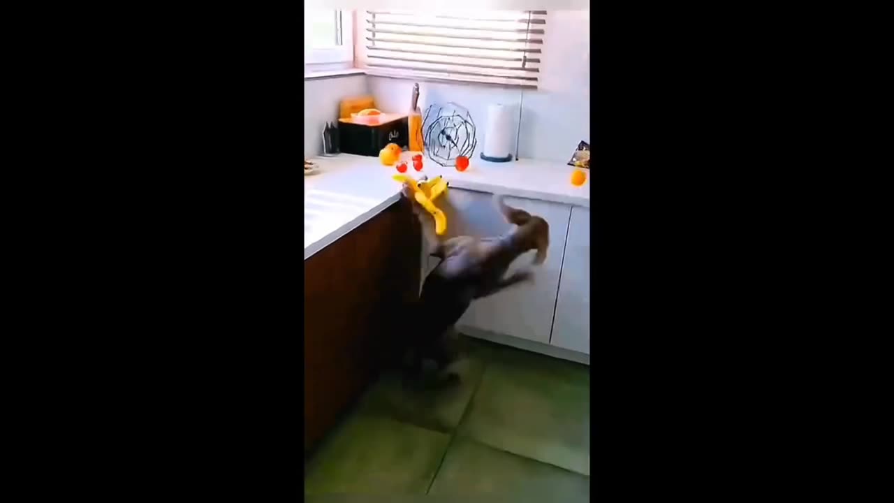Funny Animals