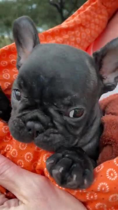 PIPER'S FIRST PUPPY OUTING//