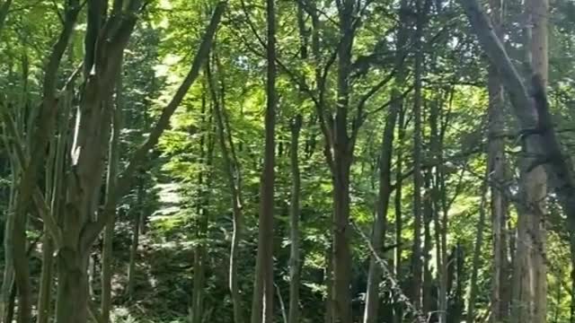 The calmness of nature 🌱🌿