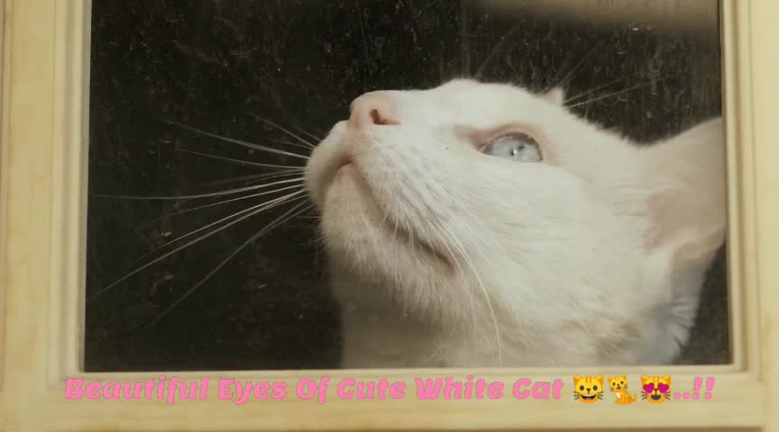 Beautiful Eyes Of Cute White Cat 😸🐈😻..!!