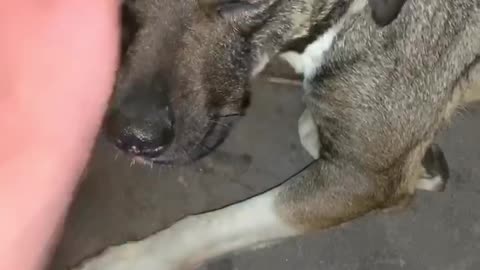 Dog girl