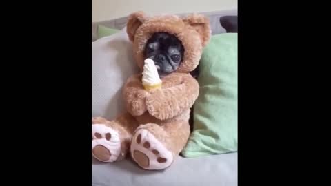Funny animals pranks video _ Zafun _ Episode 5