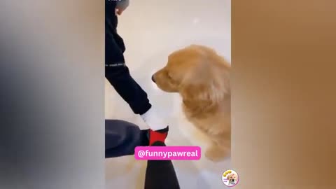 Funny Animals Videos 2023