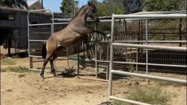Record the process of the pony growing up