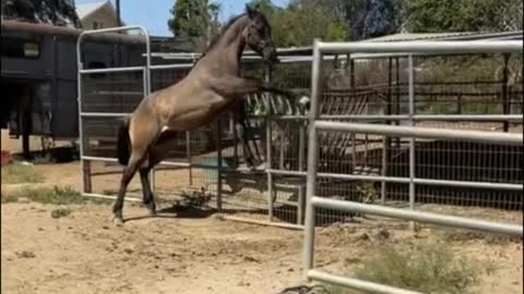Record the process of the pony growing up