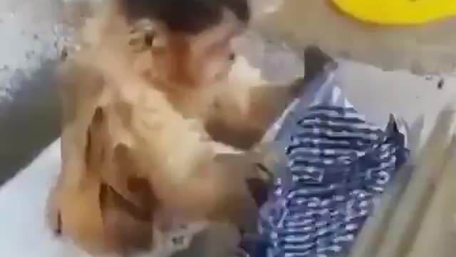 A Monkey Wash His Cloth