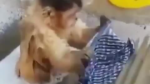 A Monkey Wash His Cloth