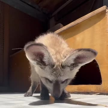 Fennec fox 😊😊😍