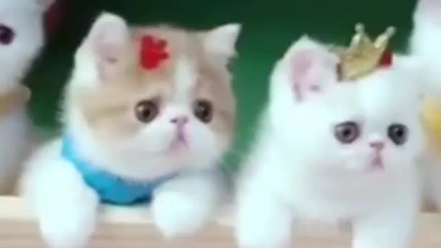 a pretty little cats