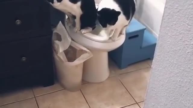 cat friendship