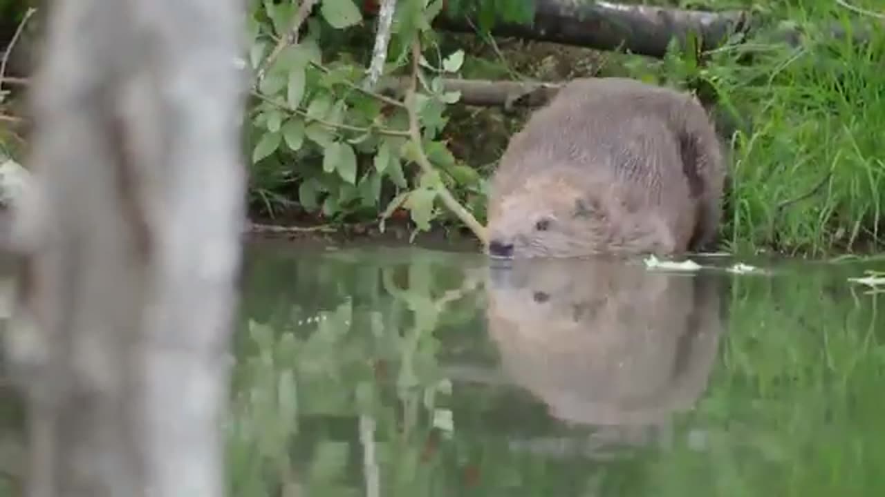 5 Animals that are BACK in the UK!