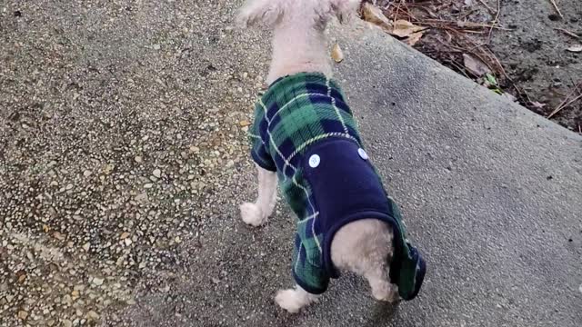 Dog loves the rain